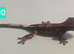 Cappuccino juvenile Crested geckos
