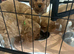 Ready now Cockapoo pups 1 girl, 1 boy left ready next week