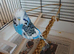 Blue male budgie