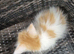 Female maine coon