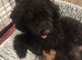 GORGEOUS TOY POODLES PUPPIES!