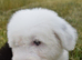 STANLEY KC Registered Old English Sheepdog READY NOW