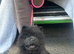 Chows ready and reduced !!