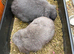 7 Mini lops - waiting list open