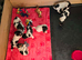 7 Lovely Jack Russell pups for Sale