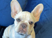 Female French bulldog