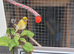 Female fife canary