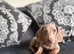 Kc registered miniature dashound