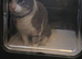 3 year old cat needs home with no other pets