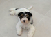 Chunky Biewer Terrier puppies.