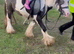 DOLLÁR — BEAUTIFUL MINI COB STALLION FOR SALE RIDE & DRIVE