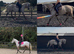 Rusty Springs 16hh Rose grey