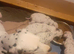 Pedigree Dalmatian puppies