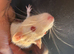 2 young female rats