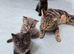 Two Gorgeous Fluffy Kittens Looking for Loving Homes.