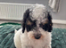 Cavapoos ready now 2 boys