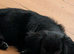 Chihuahua x cocker boy