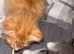 male kitten left (ready now)