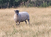 Welsh and welsh mule ewes x40