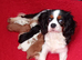 Cavalier king Charles spaniel last boy available