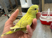 Hand Tame Budgie Chicks Ready Soon