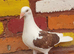 Saddle racing pigeons for sale