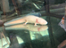 3 axolotls for rehoming