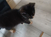 Beautiful Tuxedo kittens