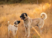 Kangal pup's
