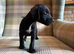 Quality Patterdale Terrier Puppies