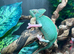 Female Pied Yemen Chameleons at Birmingham Reptiles