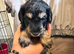 FB1 jackapoo poodle puppies