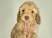Cockapoo puppies for sale