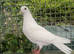 Hand reared fancy pigeons
