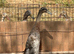 Indian runner ducks