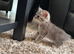 British shorthair