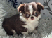 Chihuahua puppies from health tested parents