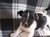 Jack Russell puppies