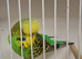 Exposition Budgies