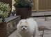 Beautiful Pure White Boy Kc Registered