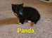 4x Beautiful Black and White Boy Kittens