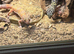 2 female leapard geckos and full set up