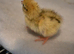 75 Japanese (Jambo) Quails chicks available