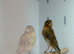 Canaries