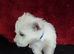 West highland white terrier
