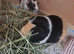 Guineapig sows