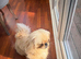 Male Pekingese 8 months