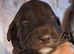 Fb1 cockapoo puppies