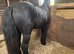 Registered dales yearling filly