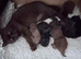Litter of Persian and Exotic Chocolate & Black Kittens Available